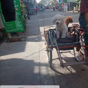 Meet your Posher, Phyo